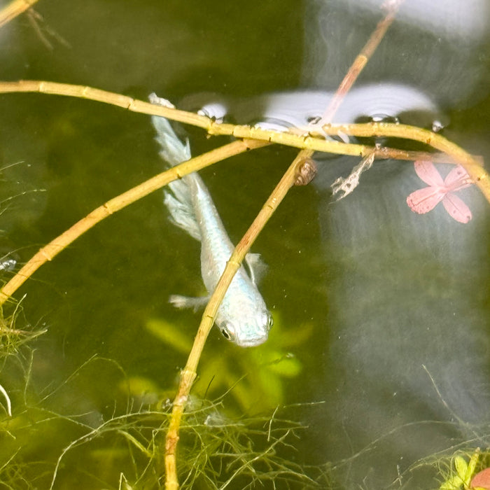 Ricefish / Medaka- Oryzias Latipes sp. “Blue/Platinum Miyuki”