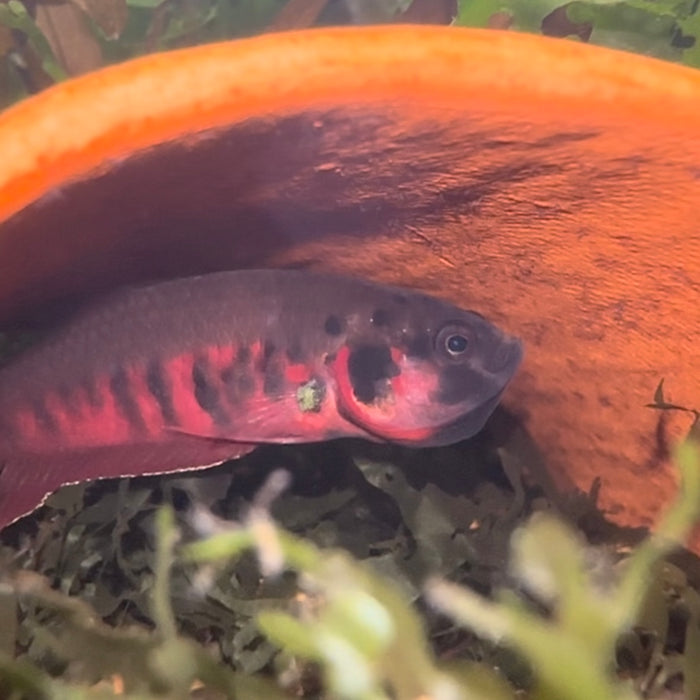 Toba betta (Betta rubra)