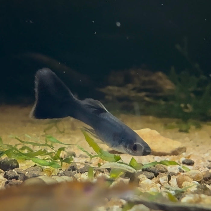 Black Moscow Guppy PAIR