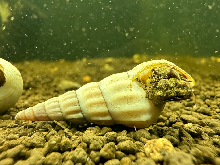 White Hercules Snails (Brotia Herculea)