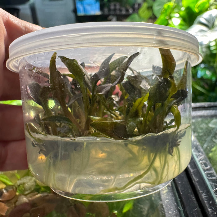 Cryptocoryne undulata red T/C