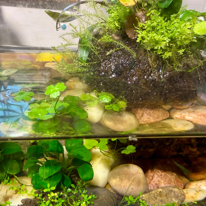 Hydrocotyle tripartita