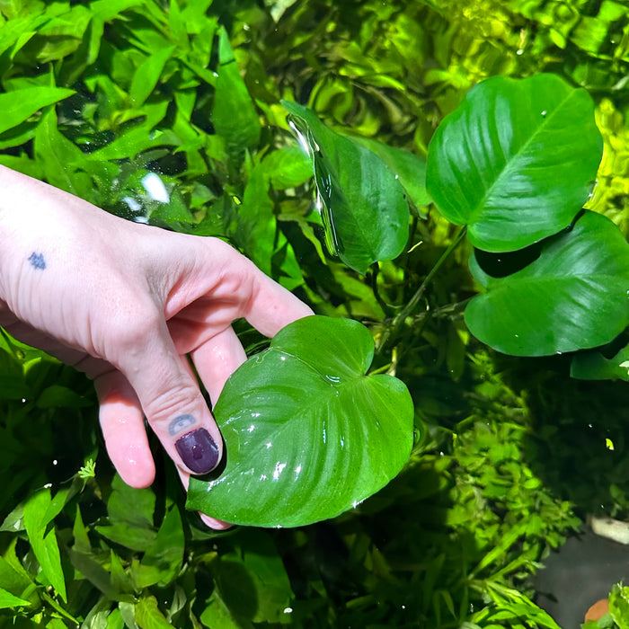 Anubias Barteri Broad Leaf