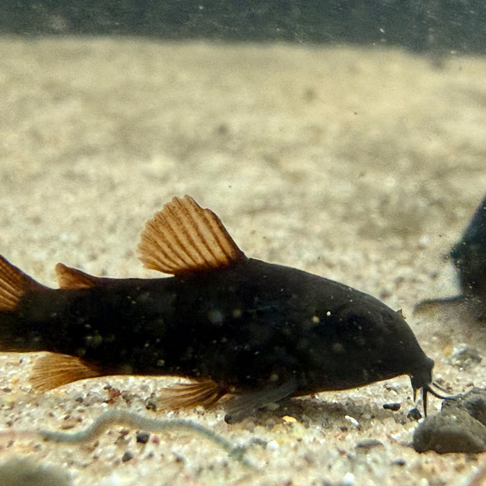 Black Venezuelan Corydora (Corydoras schultzei 'Black')