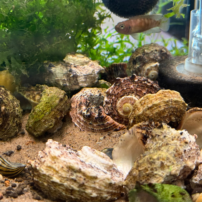 5x Assorted Shells