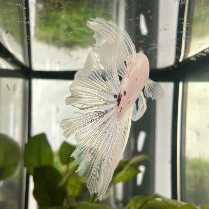 Betta Splendens Male 1