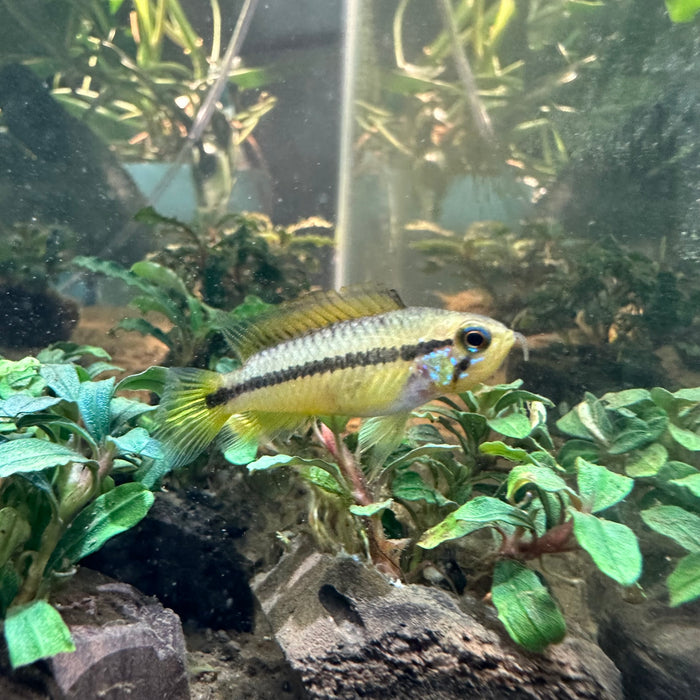 Apistogramma Agassizii "Alenquer"- Female