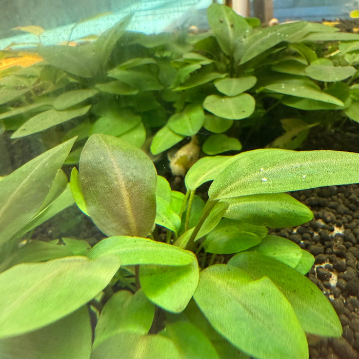 Lagenandra Meeboldii Red Round