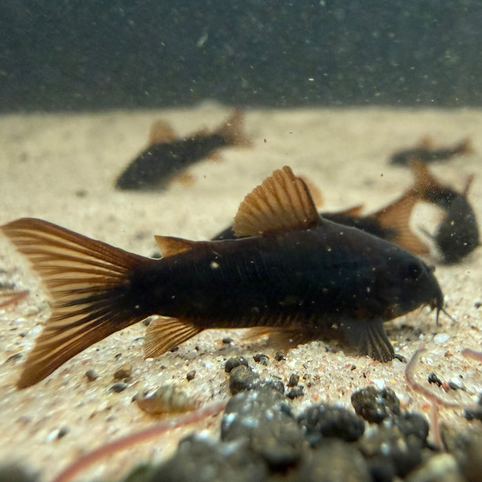Black Venezuelan Corydora (Corydoras schultzei 'Black')