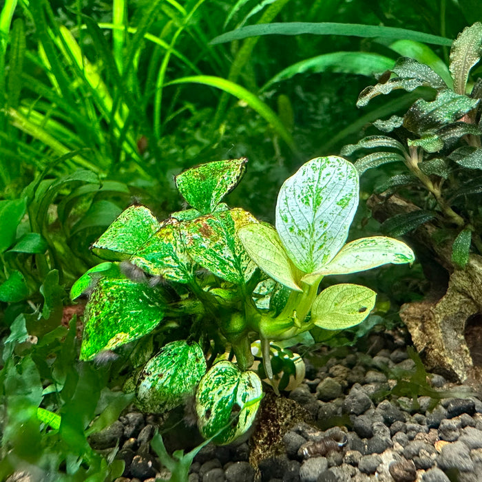 Anubias Nana var. Pinto