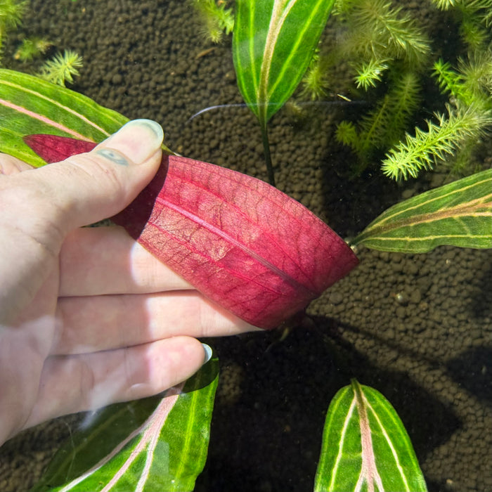 Cryptocoryne cordata var. siamensis ‘Rosanervig’