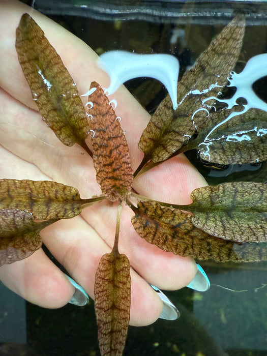 Cryptocoryne Wendtii var. Pink Flamingo