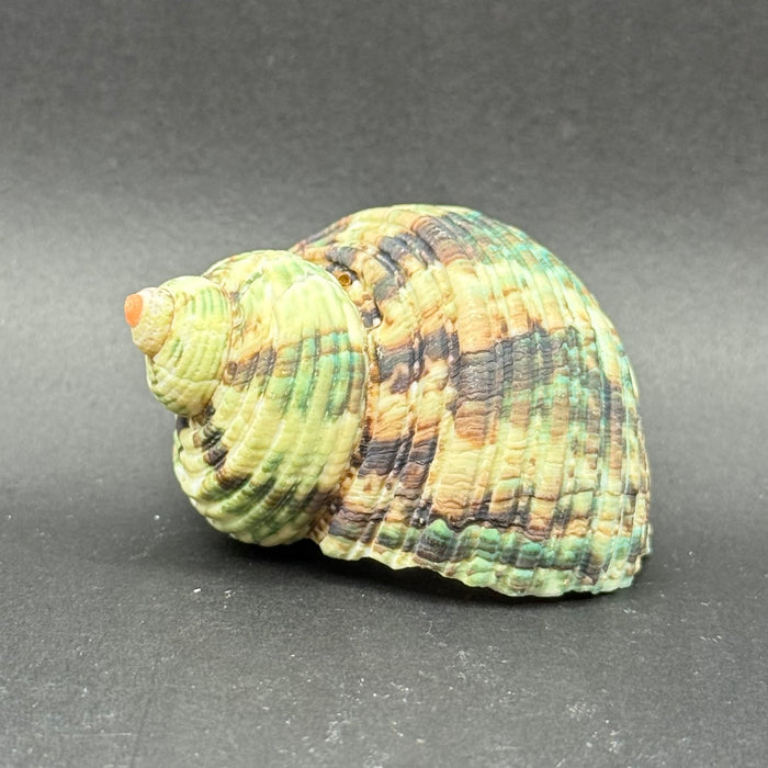 Natural Rough Green Turbo Shell (Turbo setosus)