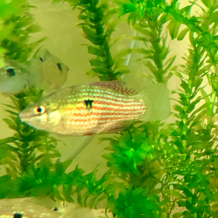 Flagfish (Jordanella floridae)