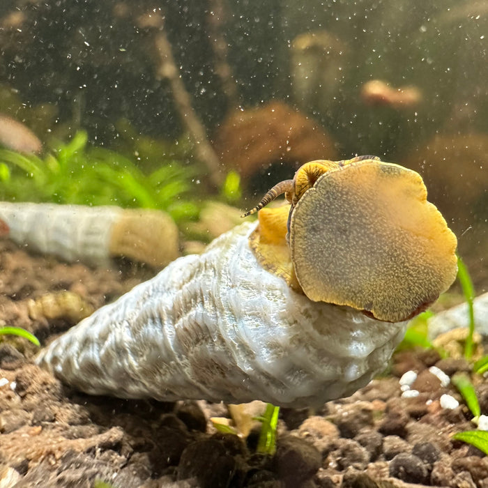 Himalayan Rabbit Snail (Tylomelania marwotoae)