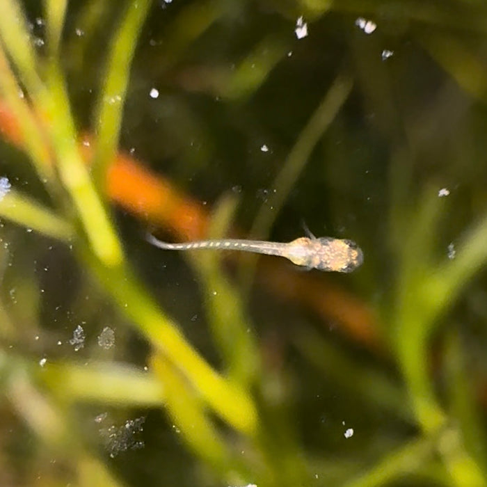PICKUP ONLY 10x Medaka Ricefish (Orange Youkihi) FRY FOR PICKUP ONLY JULY
