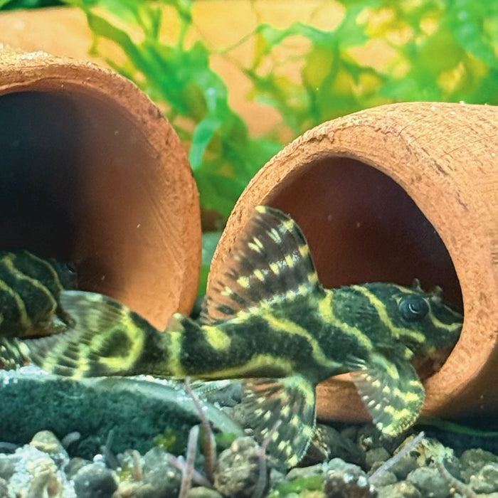 Mega Clown Pleco L340