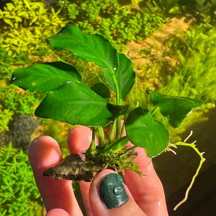 Anubias Nana Long Wavy