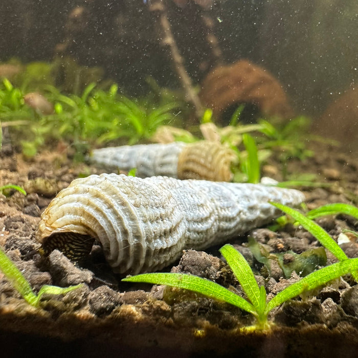 Himalayan Rabbit Snail (Tylomelania marwotoae)