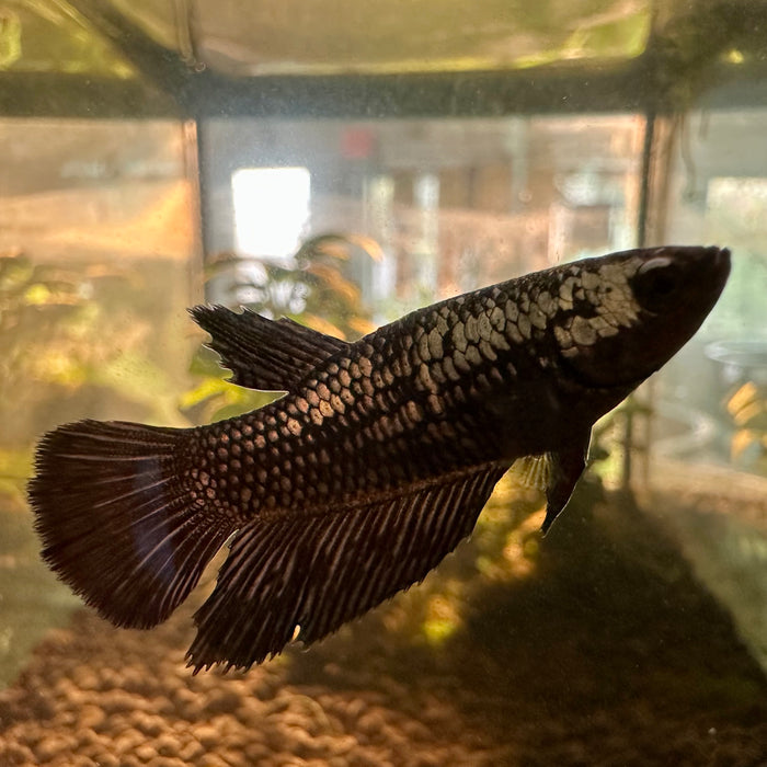 Betta Splendens Female 3