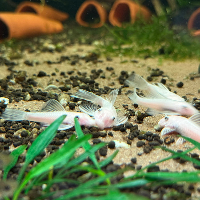 Snow White Bristlenose Pleco (Ancistrus sp.)