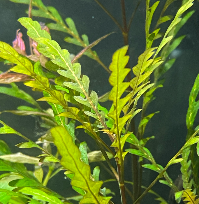 Hygrophila Pinnatifida (Hygrophila Pinnatifida)