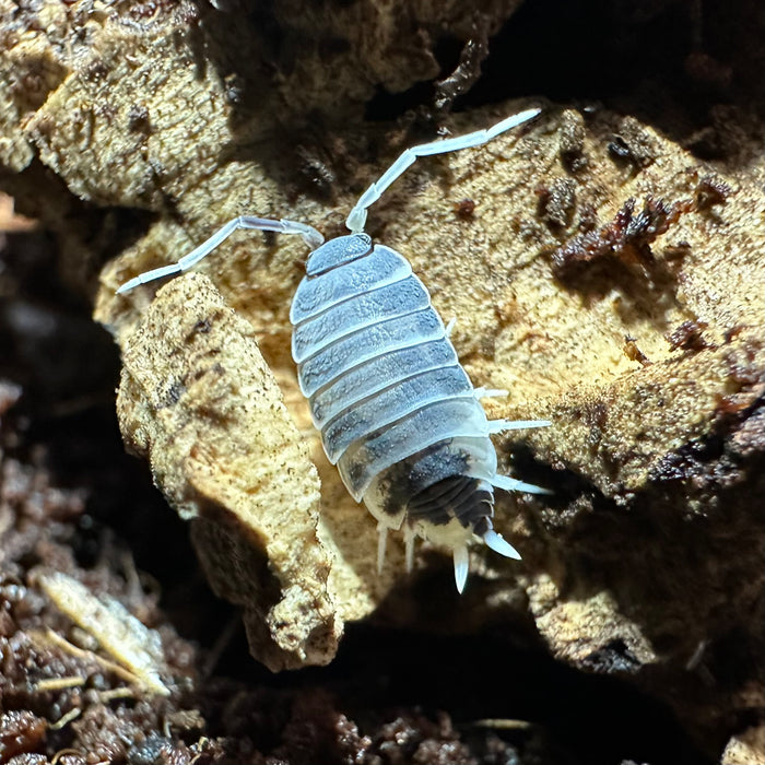 Porcellionides Priunosus “Pied Power Blue” Isopods
