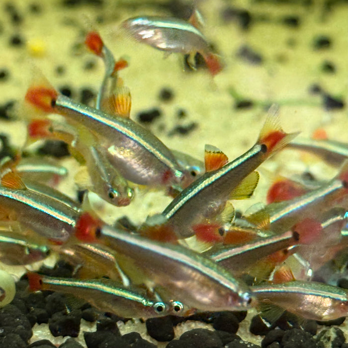 White Cloud Mountain Minnow