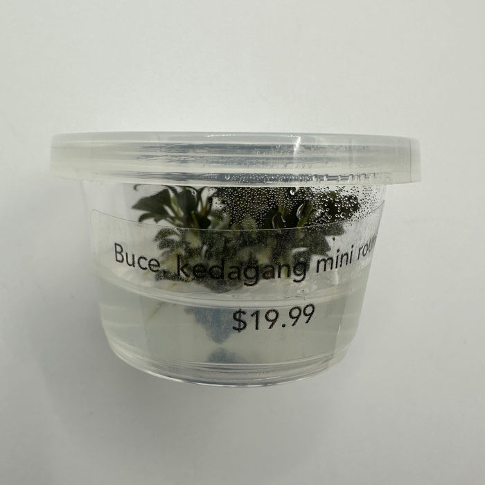 Bucephalandra kedagang mini round TC (small)