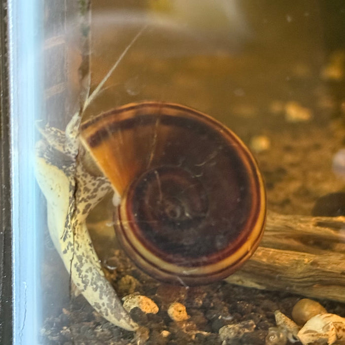 Giant Colombian Ramshorn Snail