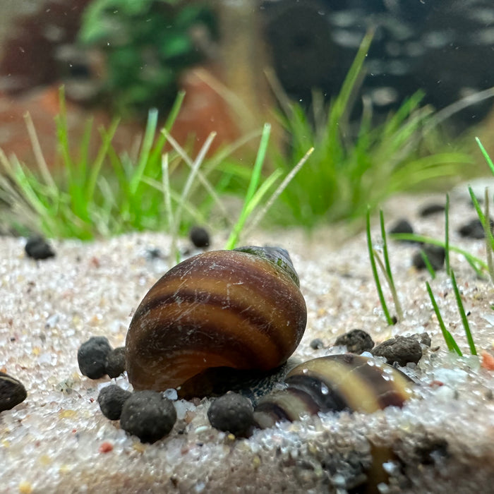 Bee Snail (Brotia dautzenbergiana)