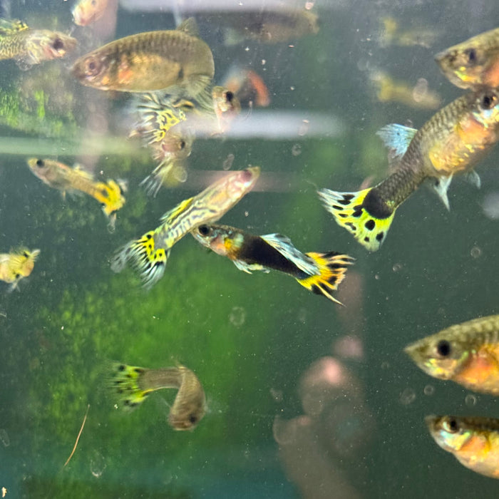 Fancy Guppy