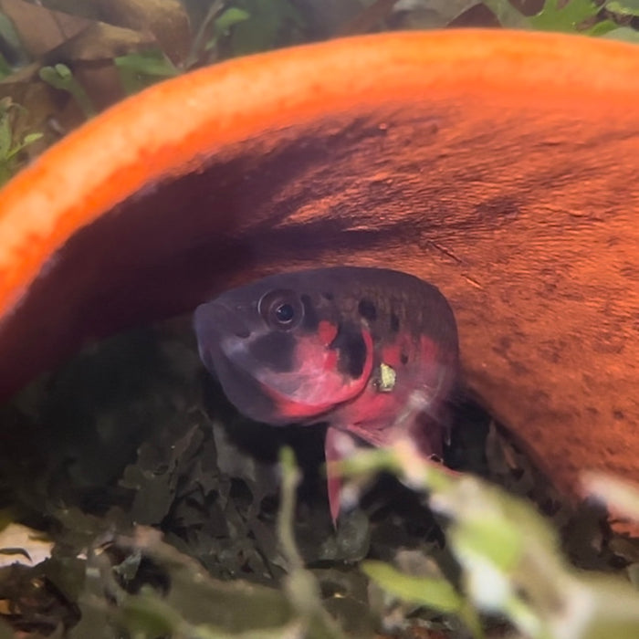 Toba betta (Betta rubra)