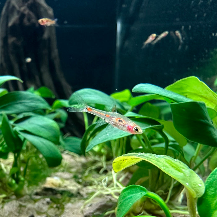 Merah Rasbora Phoenix Rasbora (Boraras merah) — Fishiotherapy