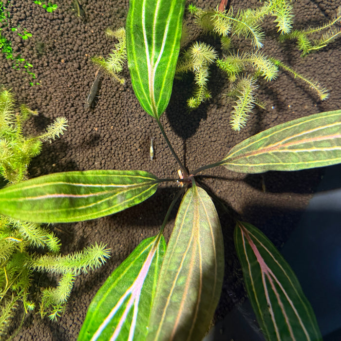 Cryptocoryne cordata var. siamensis ‘Rosanervig’