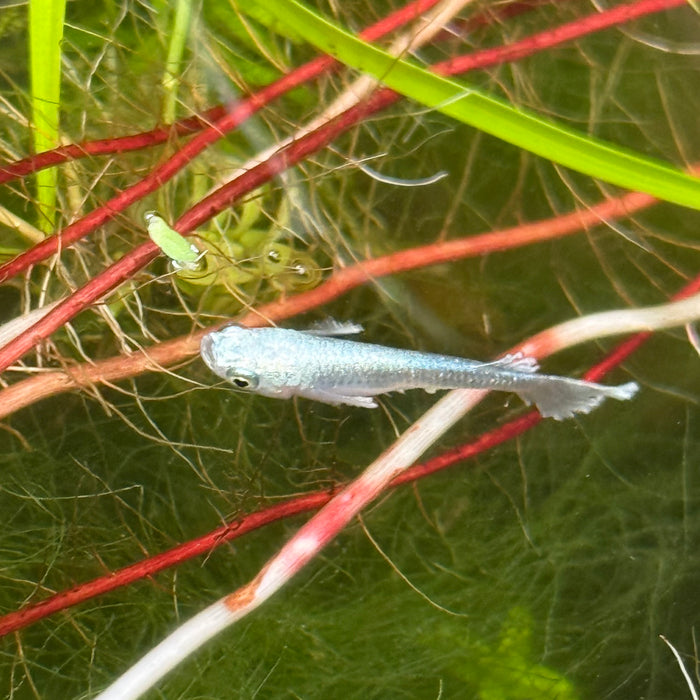 Ricefish / Medaka- Oryzias Latipes sp. “Blue/Platinum Miyuki”