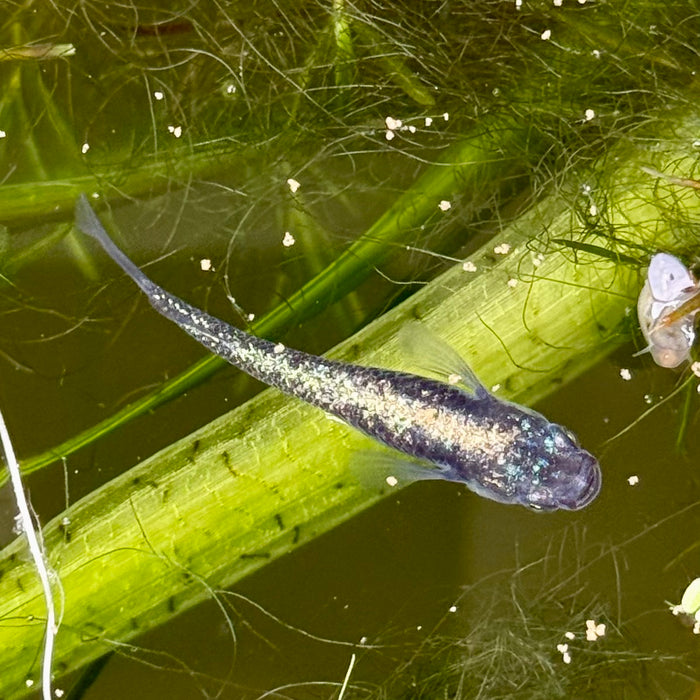 Ricefish / Medaka- Oryzias Latipes sp. “Blue Sapphire”
