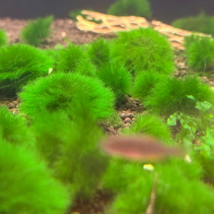 Marimo Moss Ball - Small