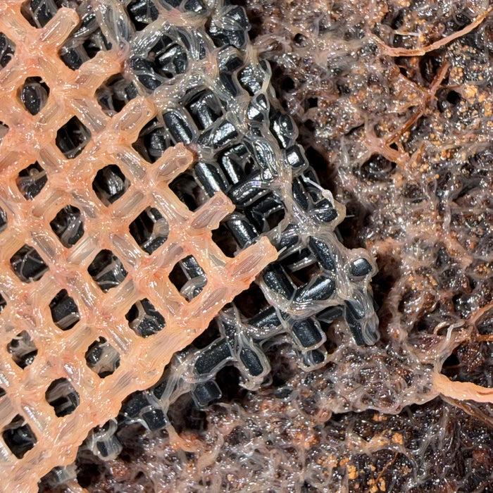 Grindal Worms