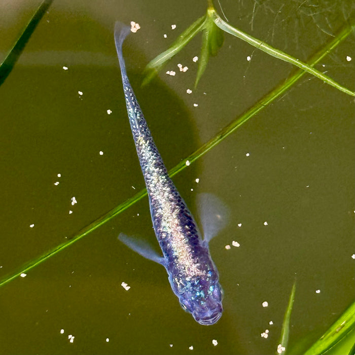 Ricefish / Medaka- Oryzias Latipes sp. “Blue Sapphire”
