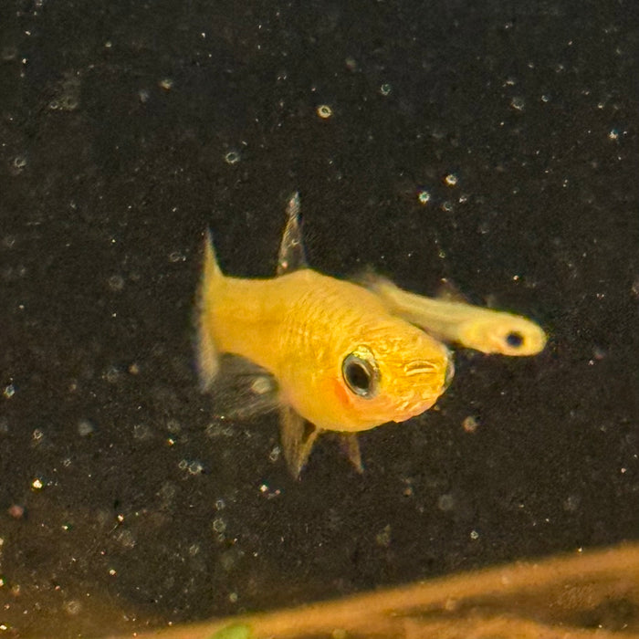 Golden Teddy (Xenophallus umbratilis)