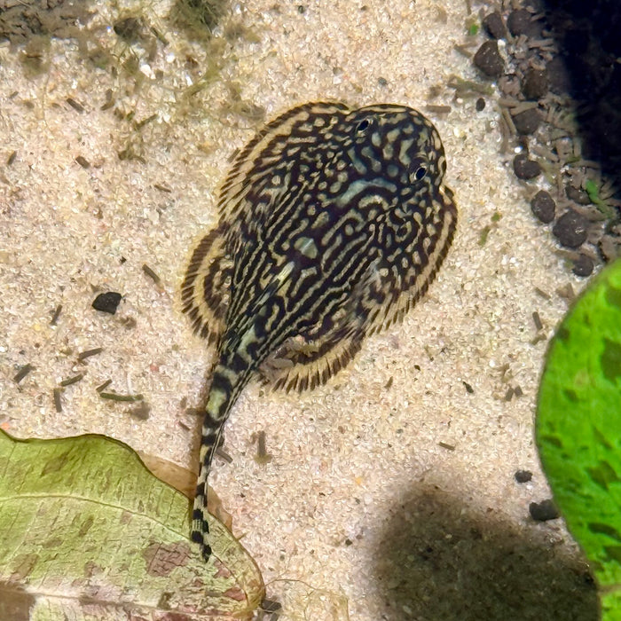 Tiger Hillstream Loach (Sewellia lineolata)