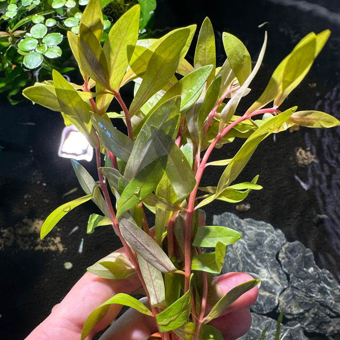 Nesaea Pedicellata Golden