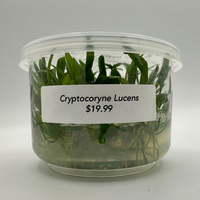 Cryptocoryne Lucens TC