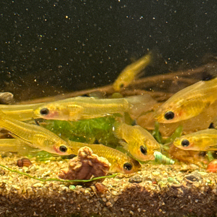 Golden Teddy (Xenophallus umbratilis)
