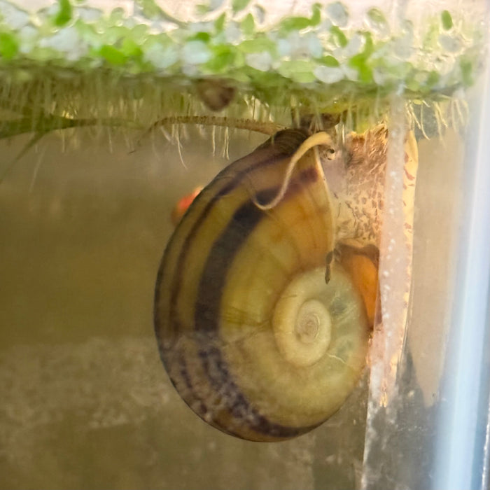 Giant Colombian Ramshorn Snail