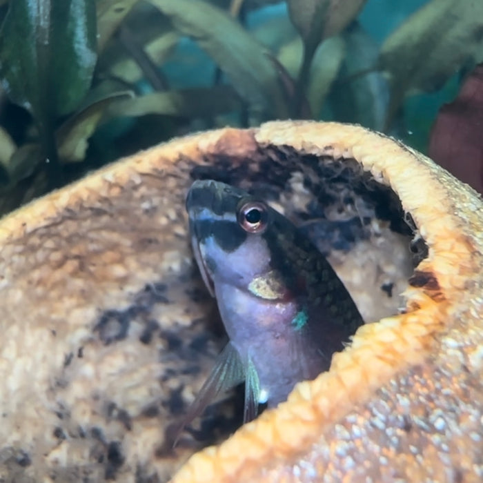 Toba betta (Betta rubra)