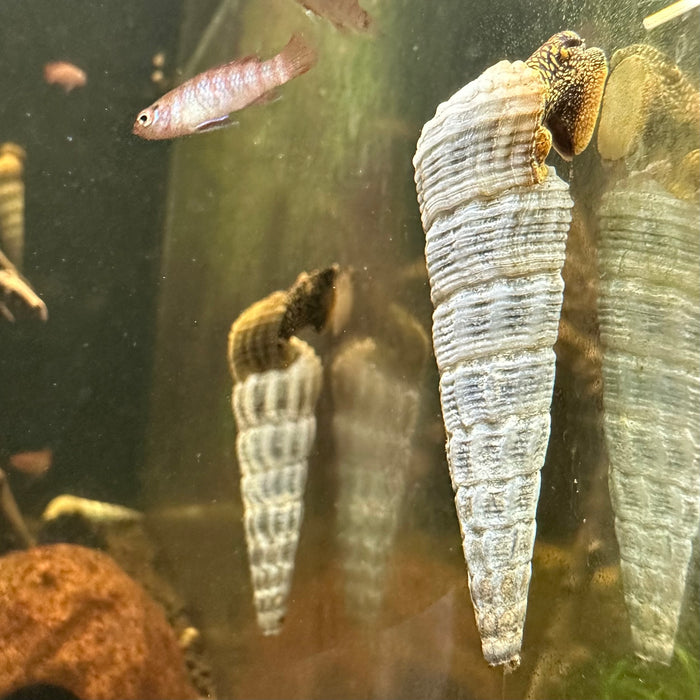 Himalayan Rabbit Snail (Tylomelania marwotoae)