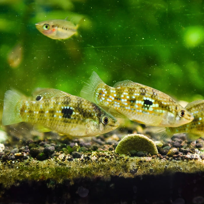 Flagfish (Jordanella floridae)