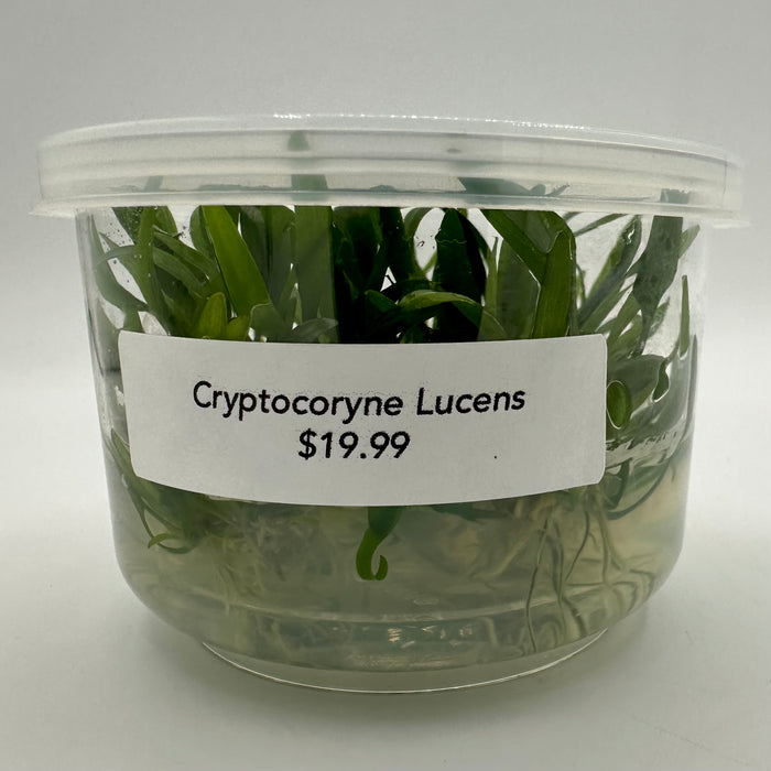 Cryptocoryne Lucens TC